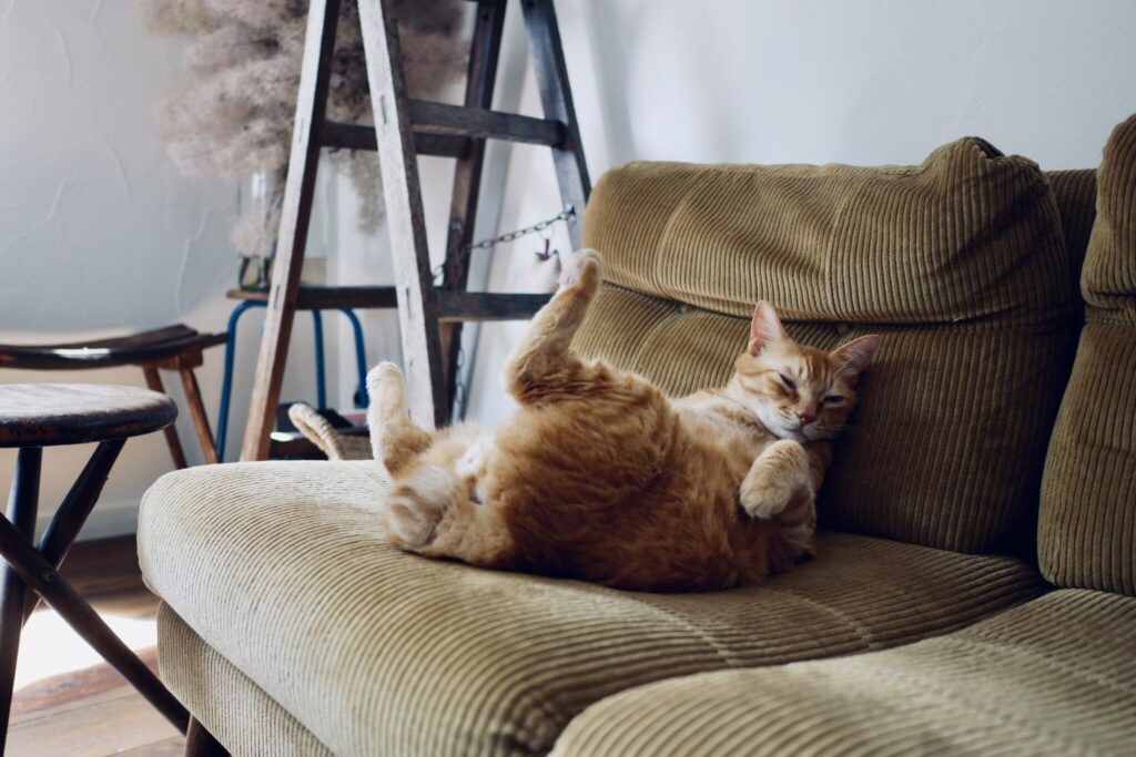 キンタのモデル仕事。茶トラ キジトラ ウメタとキンタ | キンタ「あー。きょうもよく働いた。ごはんの時間まで、ごろりんこ」