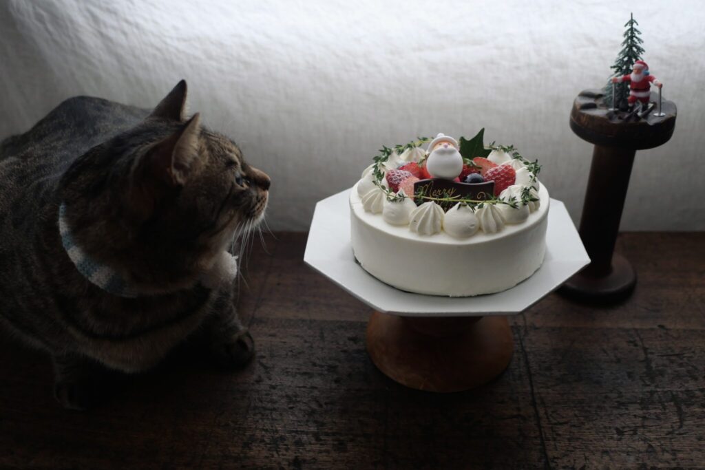 どうも、キンタクロースです。茶トラ キジトラ ウメタとキンタ | ウメタ「これがクリスマスケーキ？ まんまるまっしろ。雪でできているのかな？」