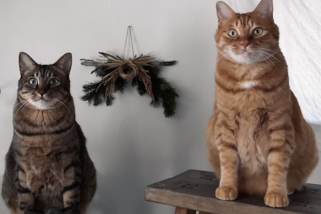 北国ライフは続く！茶トラ キジトラ ウメタとキンタ | ウメタ（左）「もうすぐ年が変わるって。みんな！ お正月準備はすすんでる？」