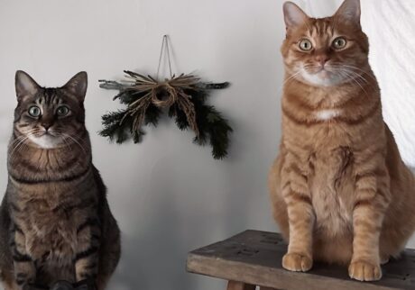 北国ライフは続く！茶トラ キジトラ ウメタとキンタ | ウメタ（左）「もうすぐ年が変わるって。みんな！ お正月準備はすすんでる？」