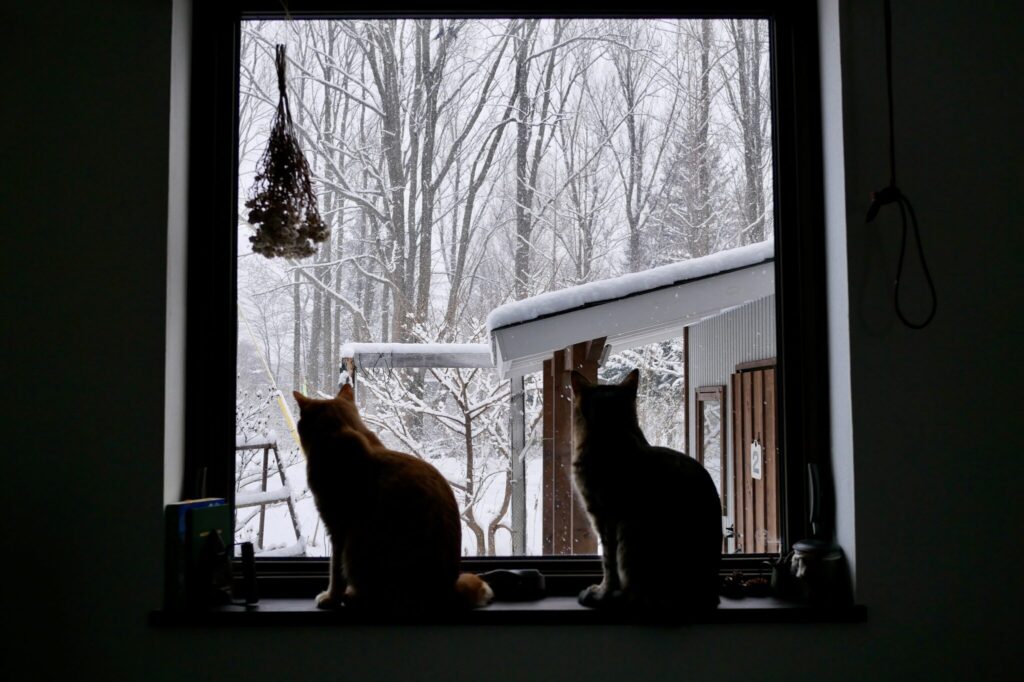 北国ライフは続く！茶トラ キジトラ ウメタとキンタ | ウメタ（右）「そして、ごあいさつがもうひとつ。北国から発信してきたぼくらの暮らしのひとコマも、今日で最後なんだって。見てくれてどうもありがとう！」 キンタ（左）「さびしいって？ 会いたくなったらいつでも呼んで！」