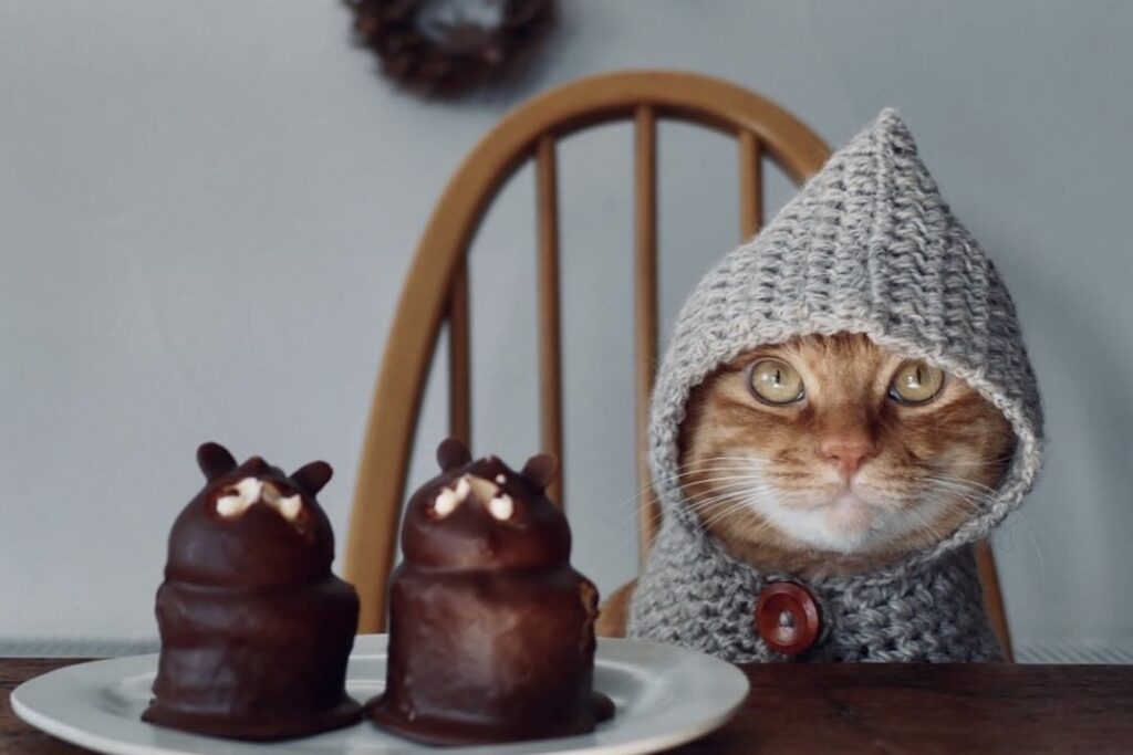 被り物なら、お任せあれ。茶トラ キジトラウメタとキンタ | キンタ「これが一番似合うって、評判なんだ」 被り物なら、お任せあれ。茶トラ キジトラウメタとキンタ | キンタ「これが一番似合うって、評判なんだ」