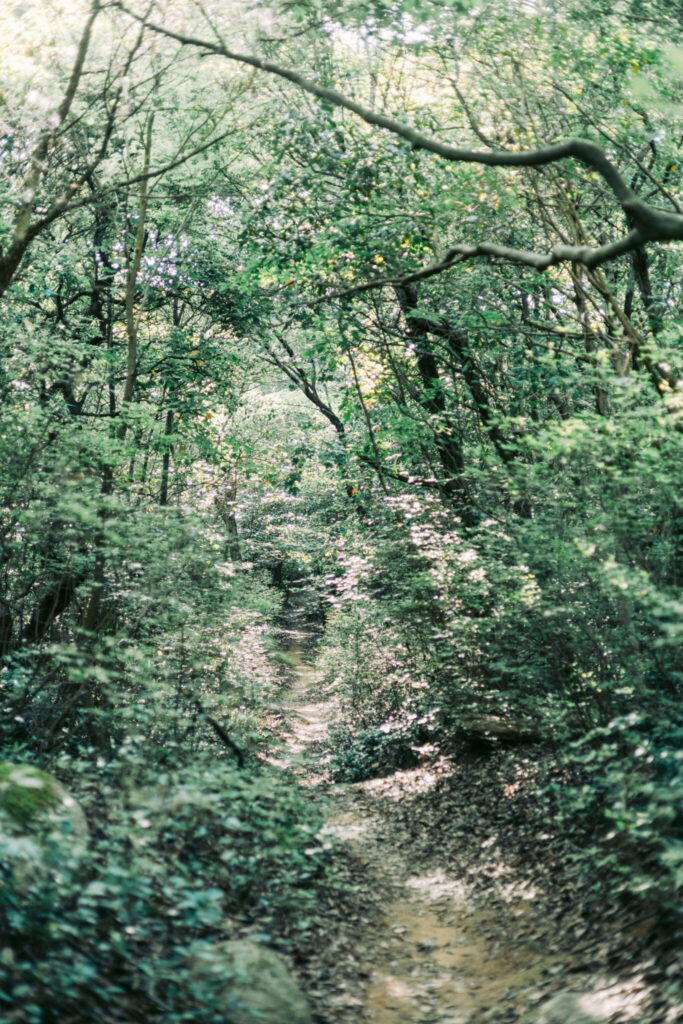わたしの好きな岡山。大自然を感じる、小さな山で深呼吸。写真と文：中川正子  (写真家) #2