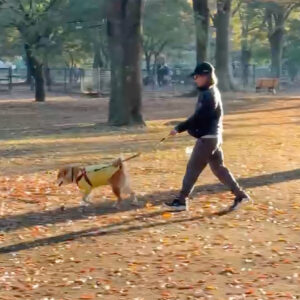 短かった秋の1日に躓くかーちゃん、驚くぼく。柴犬子犬ハルのワンダフルライフ