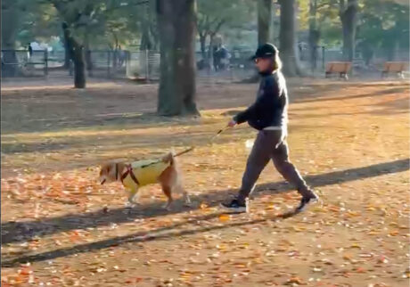 短かった秋の1日に躓くかーちゃん、驚くぼく。柴犬子犬ハルのワンダフルライフ
