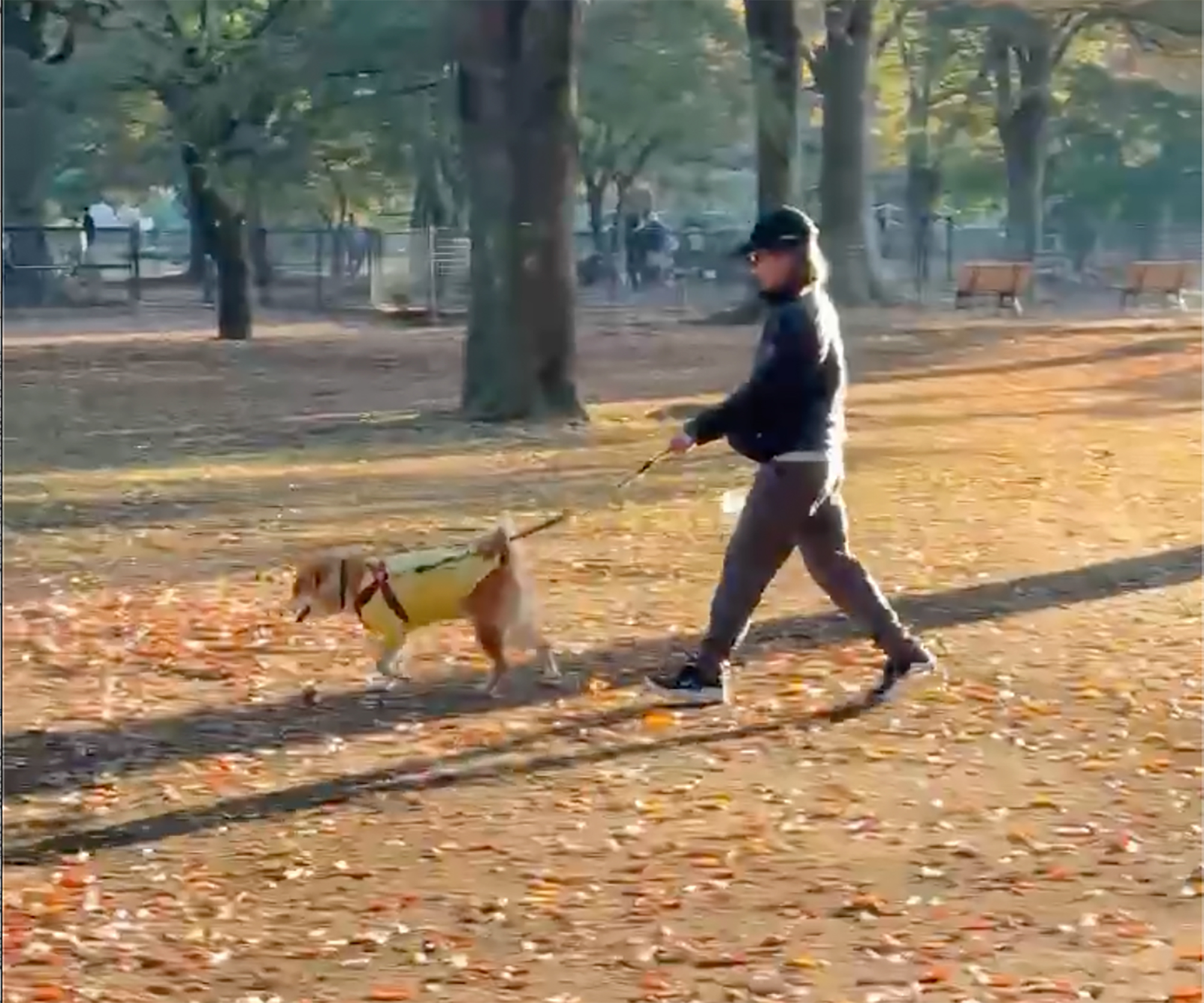 短かった秋の1日に躓くかーちゃん、驚くぼく。
