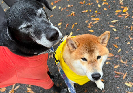 びしょびしょの朝の寄り道。柴犬子犬ハルのワンダフルライフ