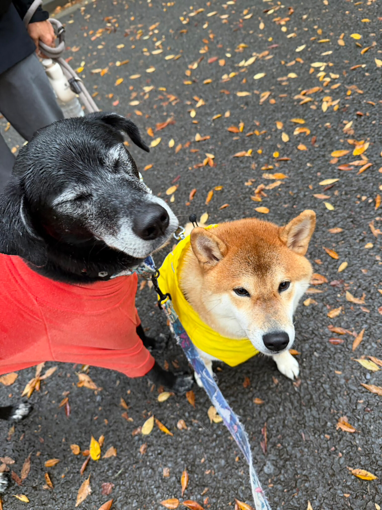 びしょびしょの朝の寄り道。