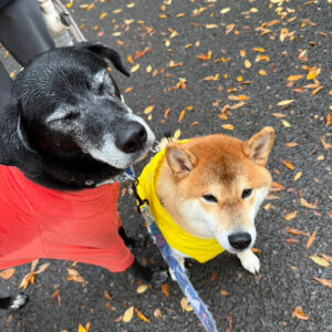 びしょびしょの朝の寄り道。柴犬子犬ハルのワンダフルライフ