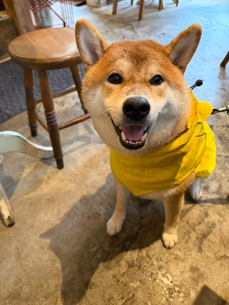 びしょびしょの朝の寄り道。柴犬子犬ハルのワンダフルライフ