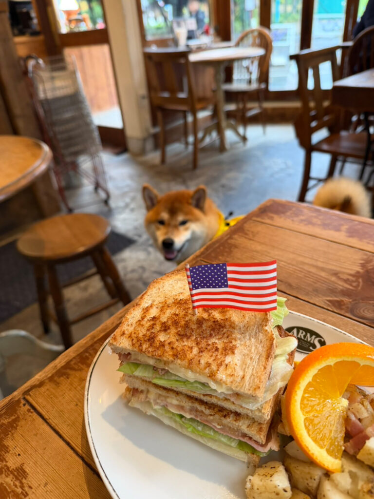 びしょびしょの朝の寄り道。柴犬子犬ハルのワンダフルライフ