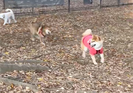 ドッグラン1のムチムチ、それがぼく。柴犬子犬ハルのワンダフルライフ ドッグラン1のムチムチ、それがぼく。柴犬子犬ハルのワンダフルライフ