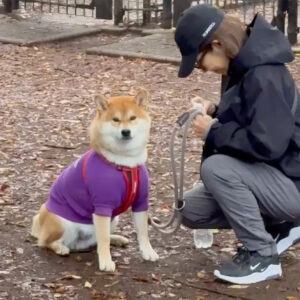 おやつ、ぐずり、トボトボ…ラン帰りのルーティンはこんな感じ。柴犬子犬ハルのワンダフルライフ