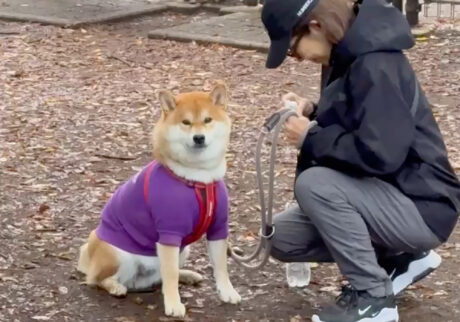 おやつ、ぐずり、トボトボ…ラン帰りのルーティンはこんな感じ。柴犬子犬ハルのワンダフルライフ