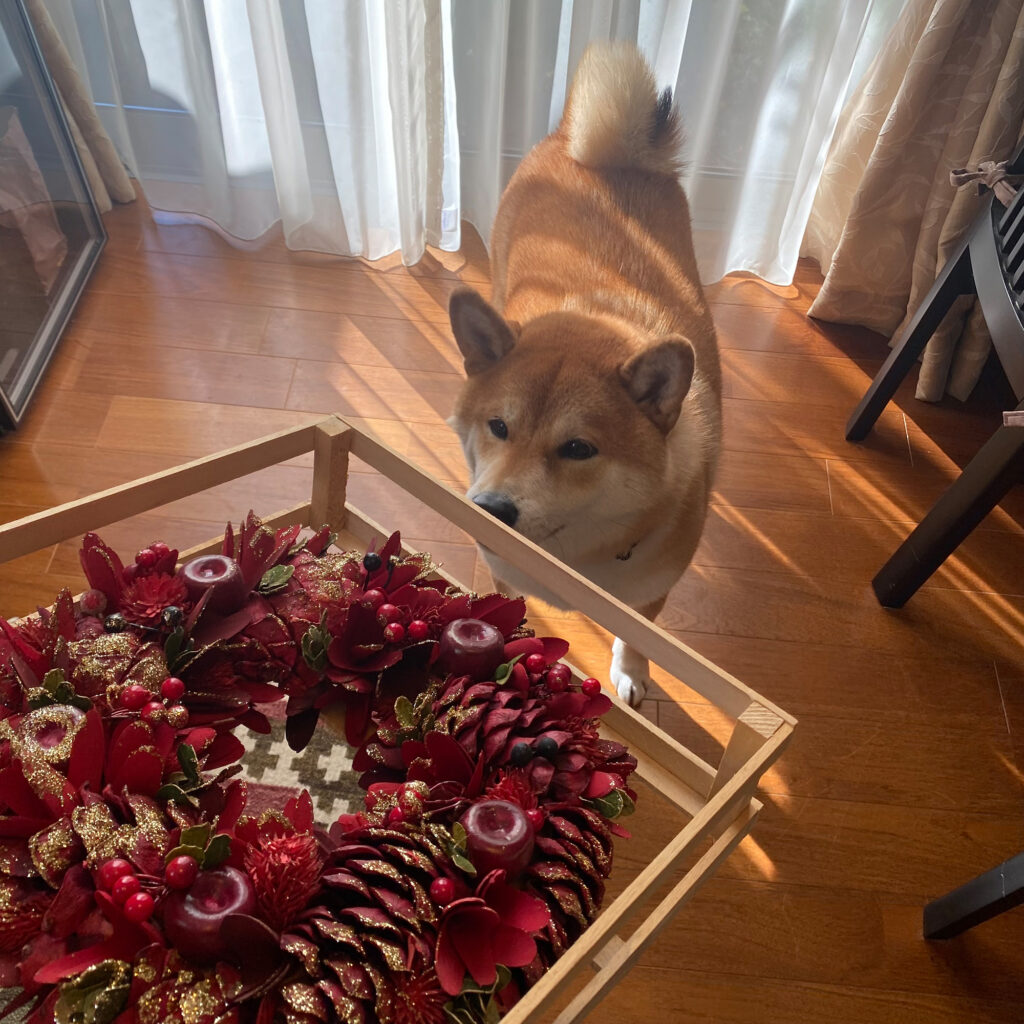 ジングルベールのお手伝い。柴犬子犬ハルのワンダフルライフ ジングルベールのお手伝い。柴犬子犬ハルのワンダフルライフ