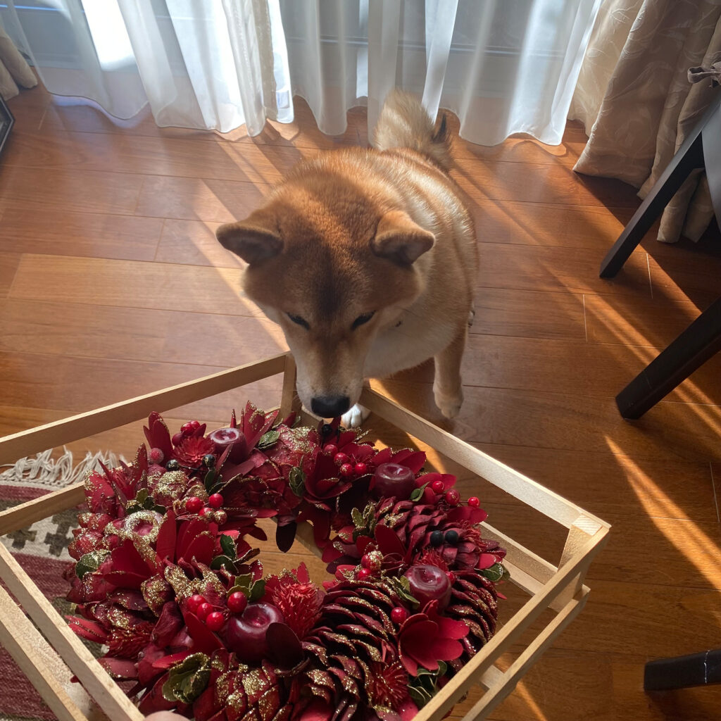 ジングルベールのお手伝い。柴犬子犬ハルのワンダフルライフ ジングルベールのお手伝い。柴犬子犬ハルのワンダフルライフ