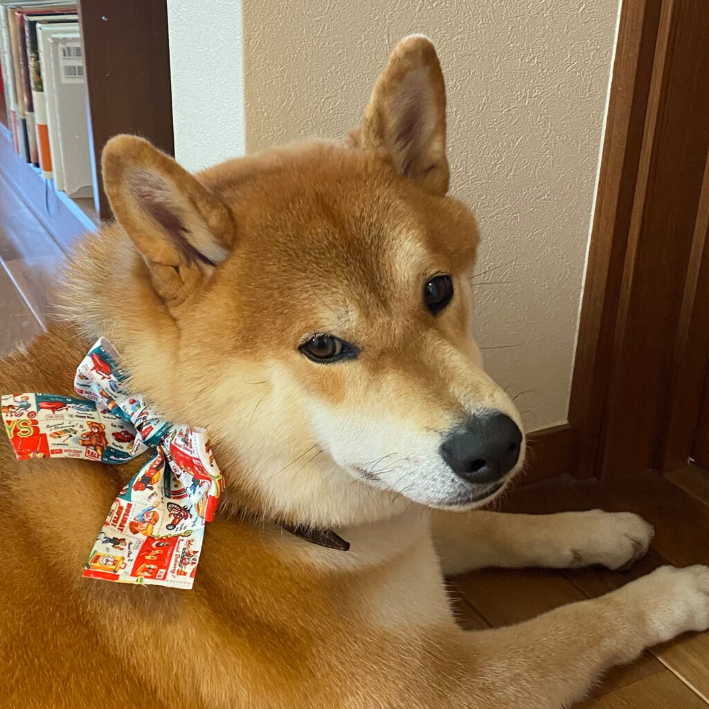 ジングルベールのお手伝い。柴犬子犬ハルのワンダフルライフ ジングルベールのお手伝い。柴犬子犬ハルのワンダフルライフ