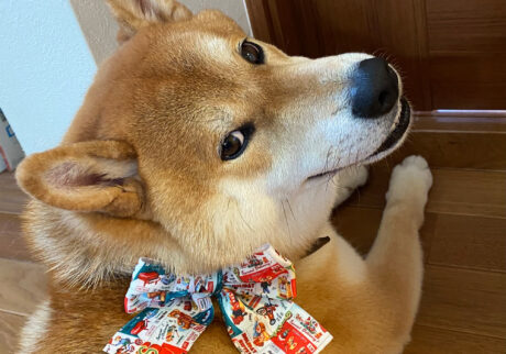 ジングルベールのお手伝い。柴犬子犬ハルのワンダフルライフ ジングルベールのお手伝い。柴犬子犬ハルのワンダフルライフ