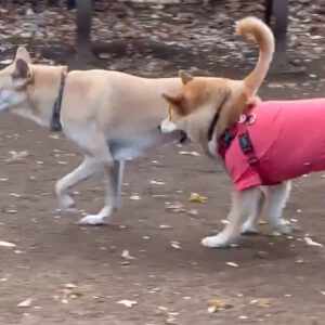 ウザがらみストーカーなぼく。柴犬子犬ハルのワンダフルライフ