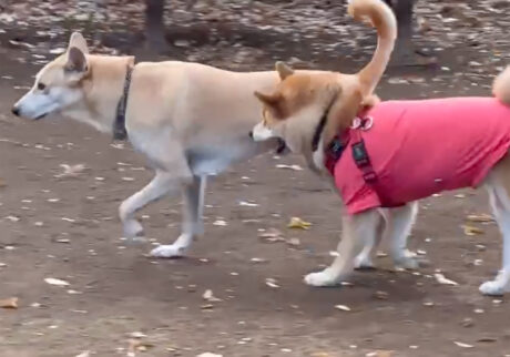 ウザがらみストーカーなぼく。柴犬子犬ハルのワンダフルライフ