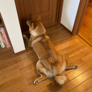 とーちゃん待ちスタイルのいろいろ。柴犬子犬ハルのワンダフルライフ とーちゃん待ちスタイルのいろいろ。柴犬子犬ハルのワンダフルライフ