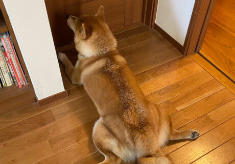 とーちゃん待ちスタイルのいろいろ。柴犬子犬ハルのワンダフルライフ