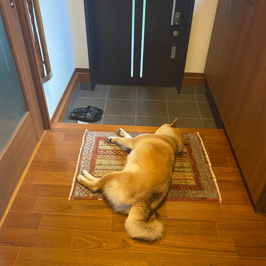 とーちゃん待ちスタイルのいろいろ。柴犬子犬ハルのワンダフルライフ とーちゃん待ちスタイルのいろいろ。柴犬子犬ハルのワンダフルライフ