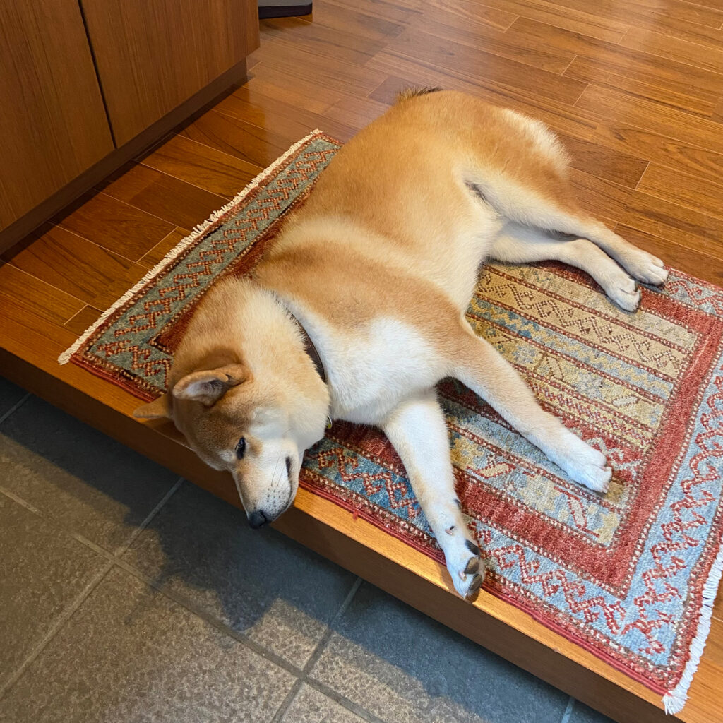 とーちゃん待ちスタイルのいろいろ。柴犬子犬ハルのワンダフルライフ とーちゃん待ちスタイルのいろいろ。柴犬子犬ハルのワンダフルライフ