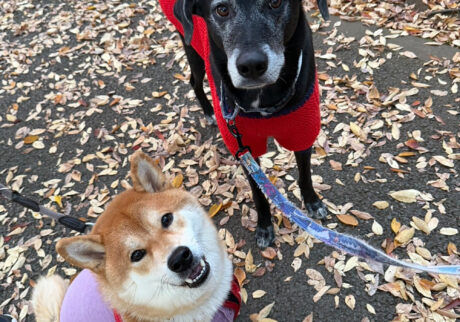 今年もお世話になりました。来年もよろしくお願いいたします。柴犬子犬ハルのワンダフルライフ