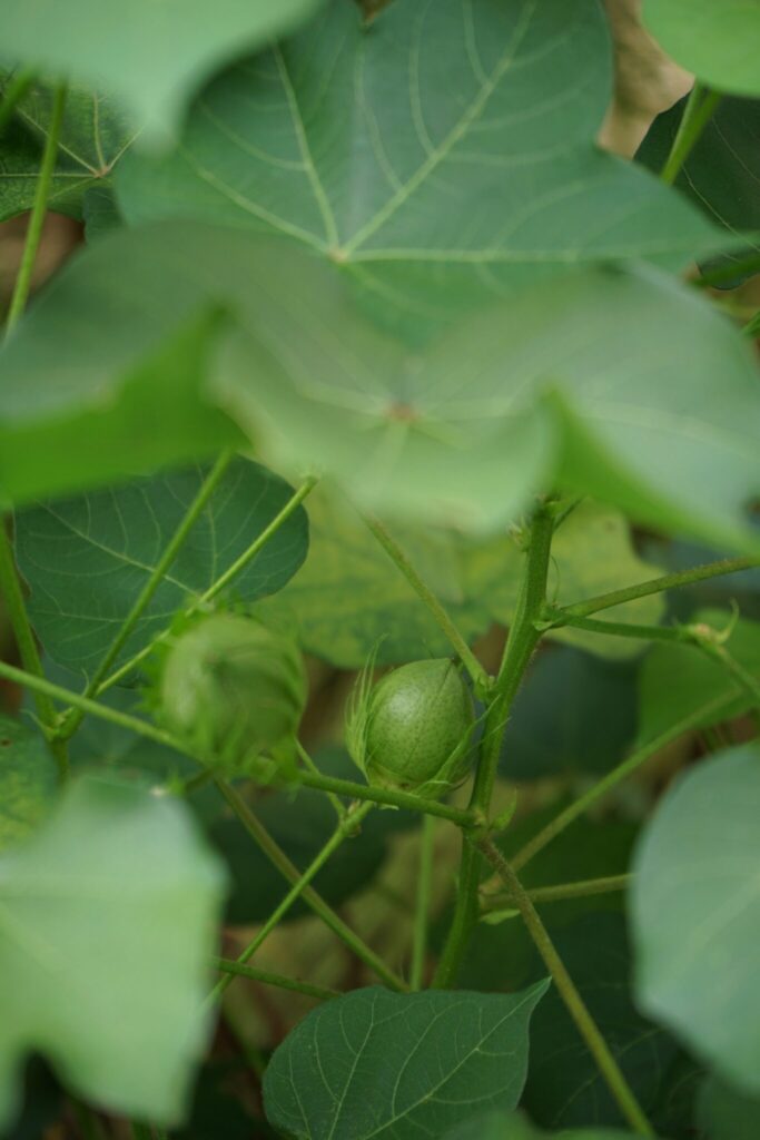 小さな幸せを運んでくれる庭。写真と文：齋藤拓磨 (花屋『Hljóð』店主) #2