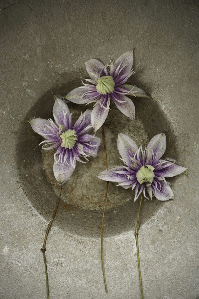 主役じゃなくても、いつもそばにいる花。写真と文：齋藤拓磨 (『Hljóð』店主) #3