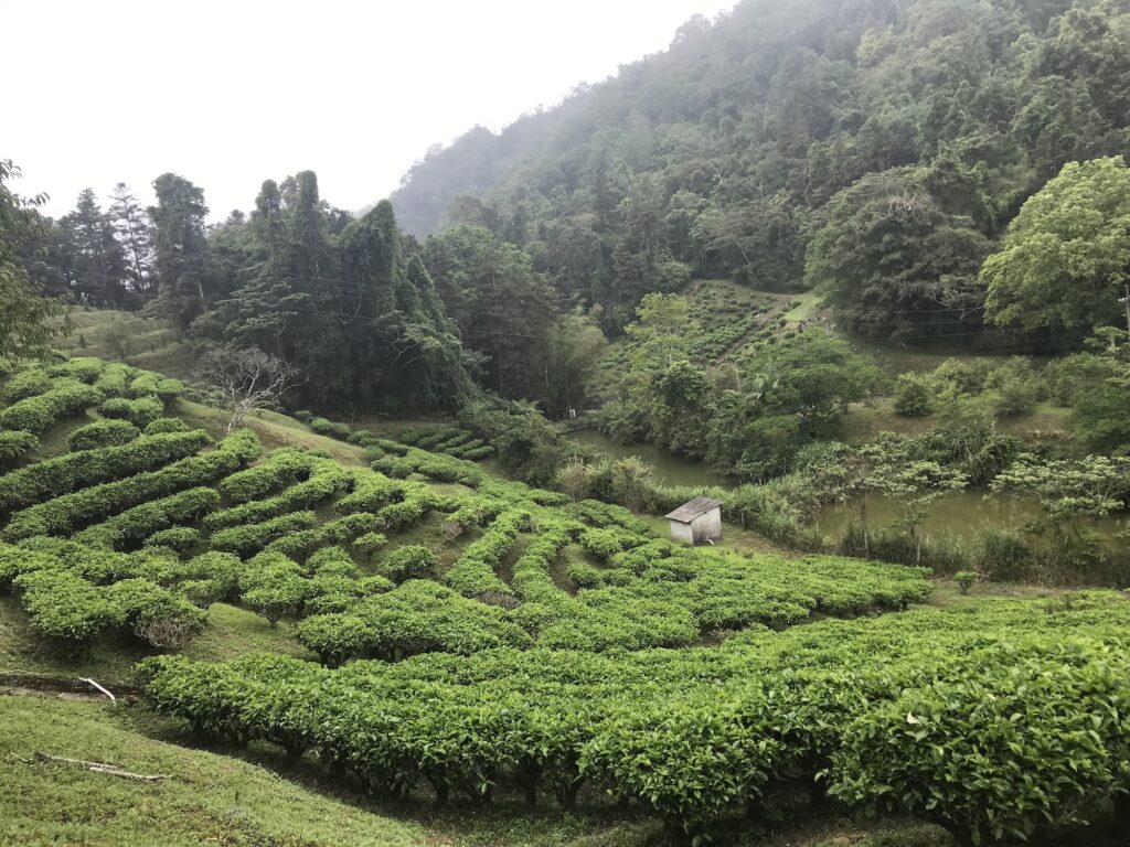 日本人が築いた、台湾紅茶100年の歩み。写真と文：リン・ピンチュン (台湾茶／台湾料理研究家) #1