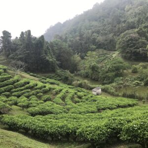 日本人が築いた、台湾紅茶100年の歩み。写真と文：リン・ピンチュン (台湾茶／台湾料理研究家) #1