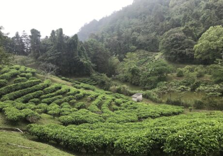 日本人が築いた、台湾紅茶100年の歩み。写真と文:リン・ピンチュン (台湾茶/台湾料理研究家) #1 日本人が築いた、台湾紅茶100年の歩み。写真と文:リン・ピンチュン (台湾茶/台湾料理研究家) #1