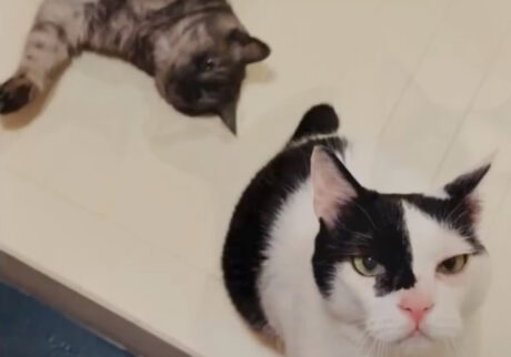 出迎えは、2匹体制で。白黒猫 保護猫 えいた