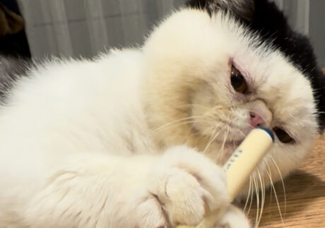 僕のストレス発散法。白黒猫 エキゾチックショートヘア おちょこ ちろり