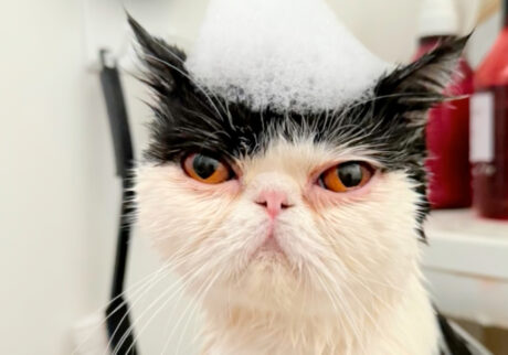 “ふぁん”からの贈り物。白黒猫 エキゾチックショートヘア おちょこ ちろり