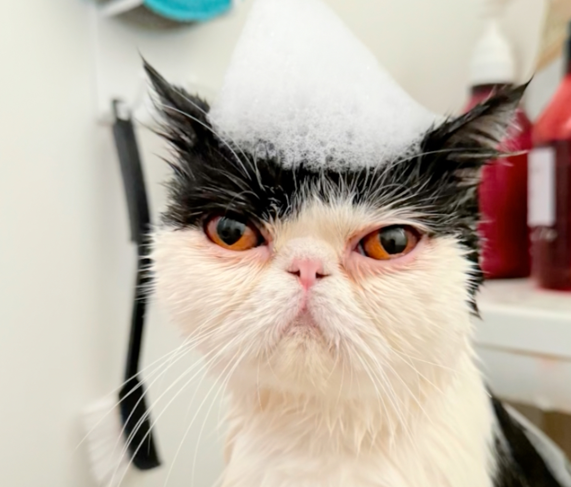 “ふぁん”からの贈り物。【おちょこ、ぽのぽのだより。vol.233】