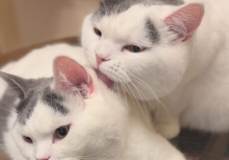 至福のペロペロタイム。ブリティッシュショートヘア うずら