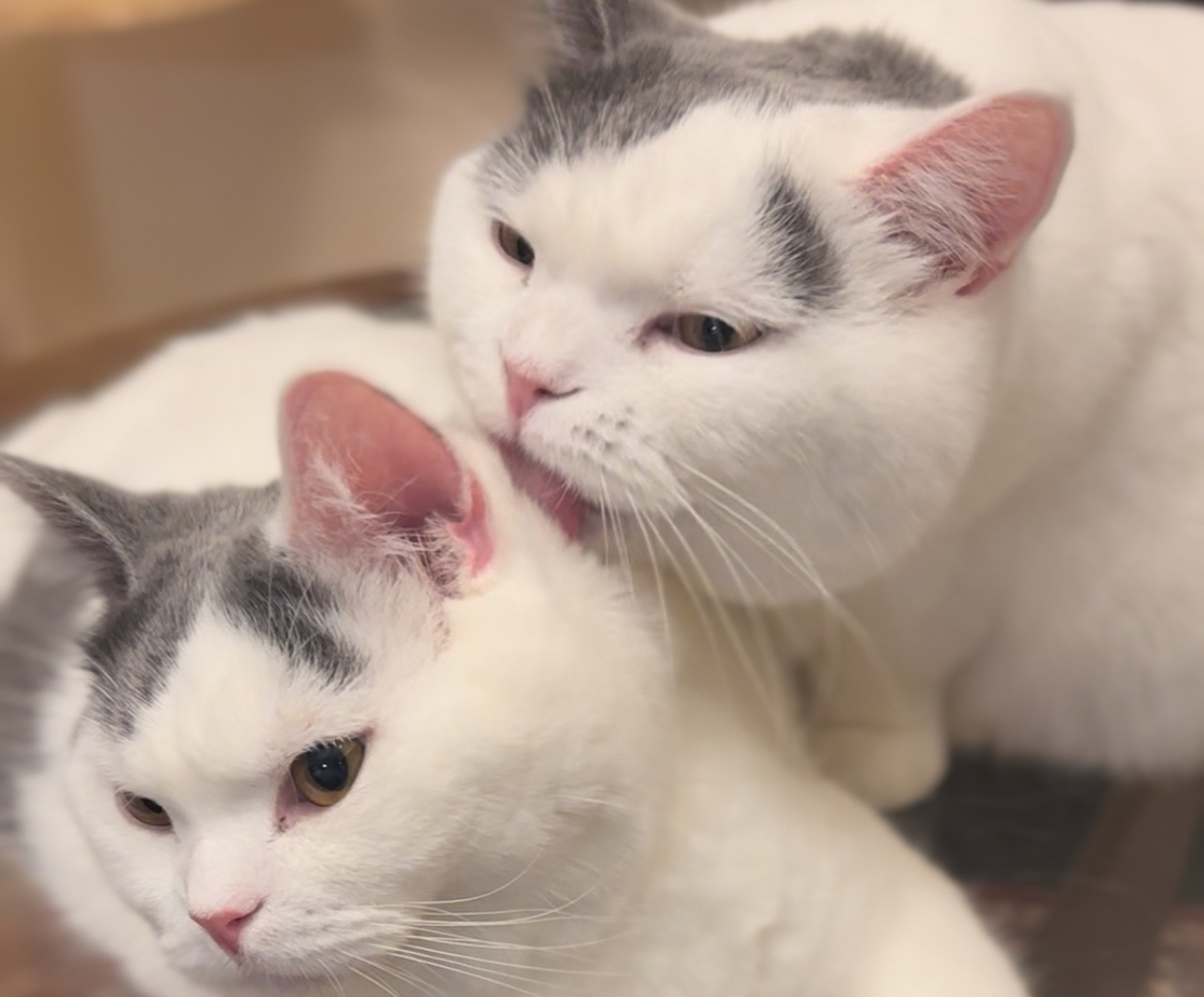 至福のペロペロタイム。【肉まんフェイスうずらの、 モチモチ便り。vol.8】