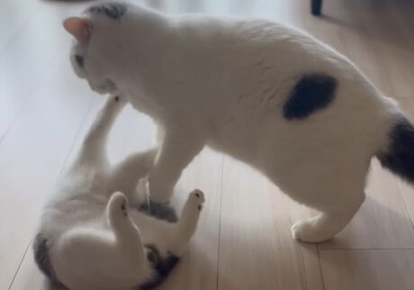 お稽古の勝敗はいかに。ブリティッシュショートヘア うずら