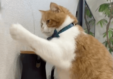 早く捕まりなさい！ハチワレ とろろ