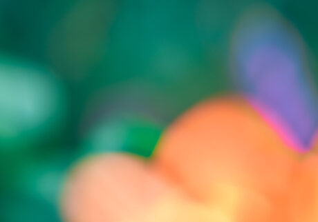 写真家・吉森慎之介さんの新刊「PAPA PLANTS」刊行に合わせて、『Araheamy』にて写真展を開催。 #1 写真家・吉森慎之介さんの新刊「PAPA PLANTS」刊行に合わせて、『Araheamy』にて写真展を開催。 #1