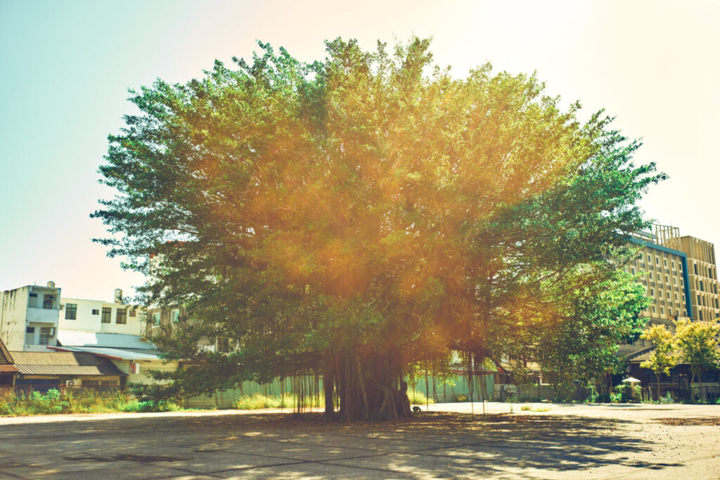 写真家・吉森慎之介さんの新刊「PAPA PLANTS」刊行に合わせて、『Araheamy』にて写真展を開催。 #2 | 写真集より「Papa Plants」の一枚。周囲を見守るような優しい佇まいを捉えた。 写真家・吉森慎之介さんの新刊「PAPA PLANTS」刊行に合わせて、『Araheamy』にて写真展を開催。 #2 | 写真集より「Papa Plants」の一枚。周囲を見守るような優しい佇まいを捉えた。