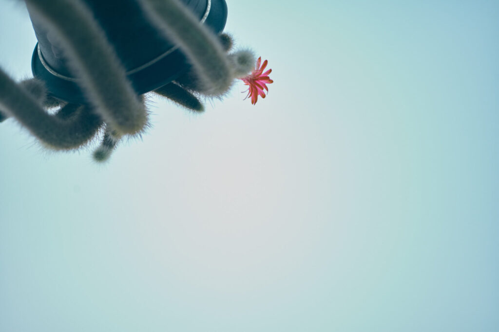 写真家・吉森慎之介さんの新刊「PAPA PLANTS」刊行に合わせて、『Araheamy』にて写真展を開催。 #5 | 「Planetary Plants」の一枚。空に向かって自由に伸びるサボテンとその花。 写真家・吉森慎之介さんの新刊「PAPA PLANTS」刊行に合わせて、『Araheamy』にて写真展を開催。 #5 | 「Planetary Plants」の一枚。空に向かって自由に伸びるサボテンとその花。