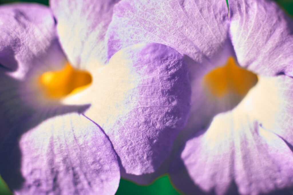 写真家・吉森慎之介さんの新刊「PAPA PLANTS」刊行に合わせて、『Araheamy』にて写真展を開催。 #4 | 「Pretty Plants」の一枚。花びらの有機的な造形を接写。 写真家・吉森慎之介さんの新刊「PAPA PLANTS」刊行に合わせて、『Araheamy』にて写真展を開催。 #4 | 「Pretty Plants」の一枚。花びらの有機的な造形を接写。