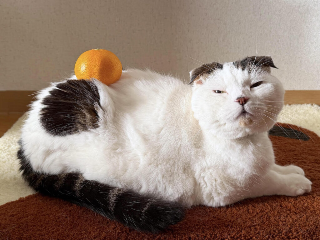 2026年 ハッピーニャーイヤー！ | 明けましておめでとうございます！ なんと6年目に突入する「いなほ、オレ物語」を、今年もよろしくお願いいたします。みなさまにとって、心穏やかな一年でありますように！！
（水曜日のねこ担当・いなほ）