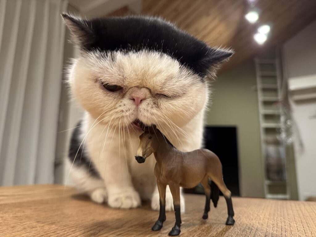 2026年 ハッピーニャーイヤー！ | みなさま、明けましておめでとうございます。今年は午年ということで、みなさんに旨みのある年になればいいなぁ……。馬、ちょっと味見してみようかな？ むむむ、馬ってかたいんだな！ ぽのぽの！！
（金曜日のねこ担当・おちょこ）