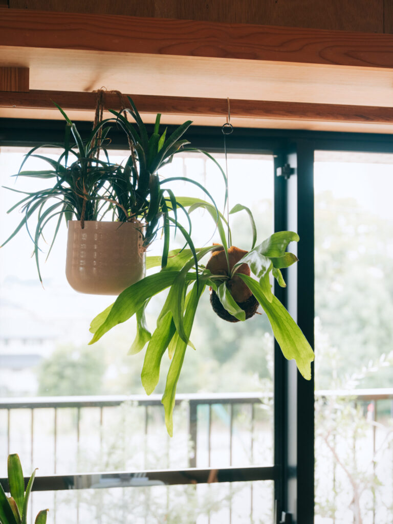ダイニング脇の窓の光を受けて、生き生きとしたグリーン。窓の先には大きな公園があり「よく子どもが友達も連れて我が家へ帰ってきて、わいわいとテレビを囲んでいます」。