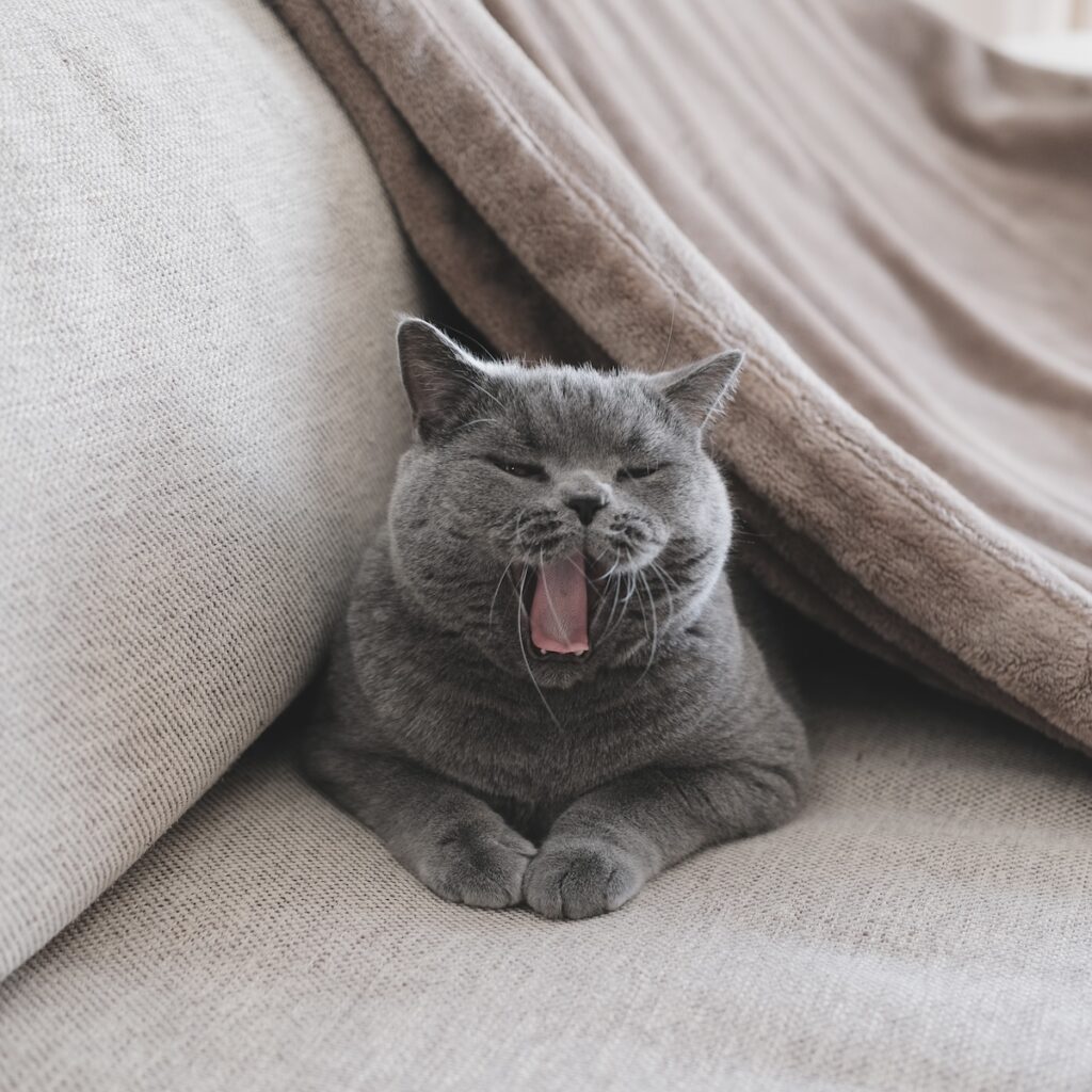 ヨガポーズ、マスターしませんか。ブリティッシュショートヘア ごまちゃん | おはようございます。ごまちゃんです。ぼくは自立したねこなので、飼い主さんの布団では寝ないんです。ねこベッドかねこハウス、あとはソファの上で気ままに寝ています。寒い季節は毛布もプラスして、ぬくぬくです。